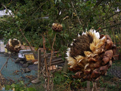 Flor seca de alcachofa