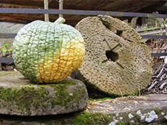 Calabaza cosecha 2013