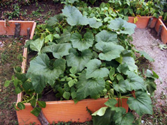 Calabazas y frejoles enanas