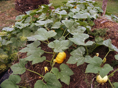 Calabazas