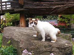 El gato de la casa, Carlota