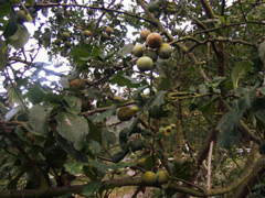Ciruelas claudias