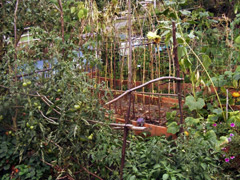 Convivencias vegetales: Girasoles, tomates, calabazas, fabas, pimientos y flores de surfinia