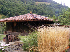 Espigas de escanda junto al horro