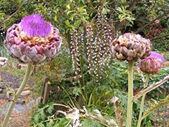 Alcachofa en flor y detrás flor de acanto