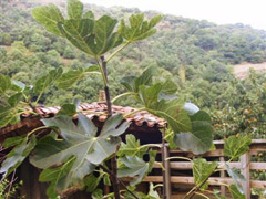 Frejoles enanas, habas y vainas