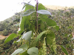 Habas/Fabes de enrrame de la granja