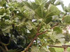 Higuera/Figos miguelinos