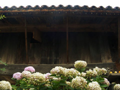 Hortensias mirando al alero del horreo