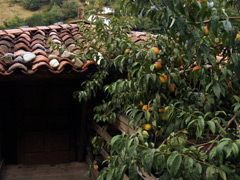 Melocotonero y tejado del horreo