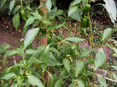 Pimientos de padrón