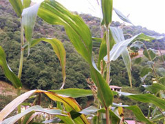 Planta de maíz con mazorca/panoya