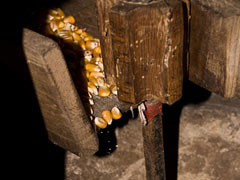 Cae el grano de maíz